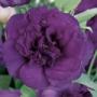 Seminte profesionale EUSTOMA - Lisianthus - imagine 48861